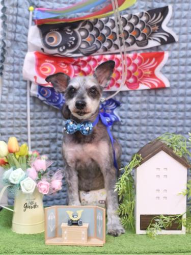 20230517クルークちゃん